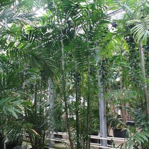 Ptychosperma macarthurii - Macarthur Palm