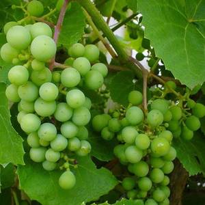 Vitis vinifera - Witte druivenstruik - Biologisch