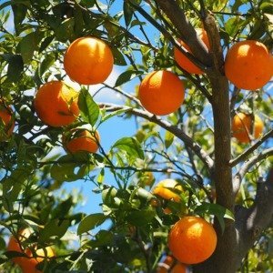 Citrus sinensis - sinaasappelboom