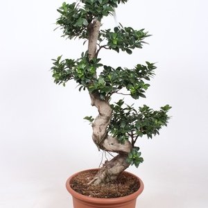 Ficus microcarpa 'Ginseng' - Bonsai