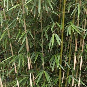Fargesia 'Rufa' - Niet woekerende bamboe