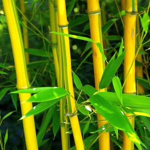 Phyllostachys aureosulcata 'Spectabilis' - Gele Bamboe