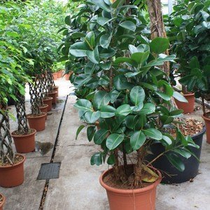 Ficus Elastica - Indische Rubberboom