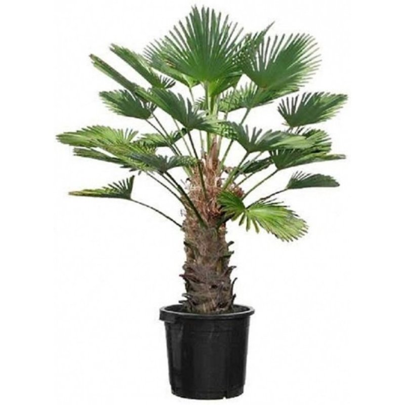 verrader tegenkomen Anders Trachycarpus Wagnerianus Wagner Palm - Teeninga Palmen
